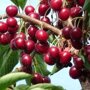 Malus ‘Veitch’s Scarlet’ sierappels rood